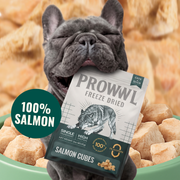 A gray French bulldog holds a bag of Prowl Freeze Dried Salmon Cubes in its mouth, surrounded by salmon pieces in a green bowl, with a '100% SALMON' badge overlay.