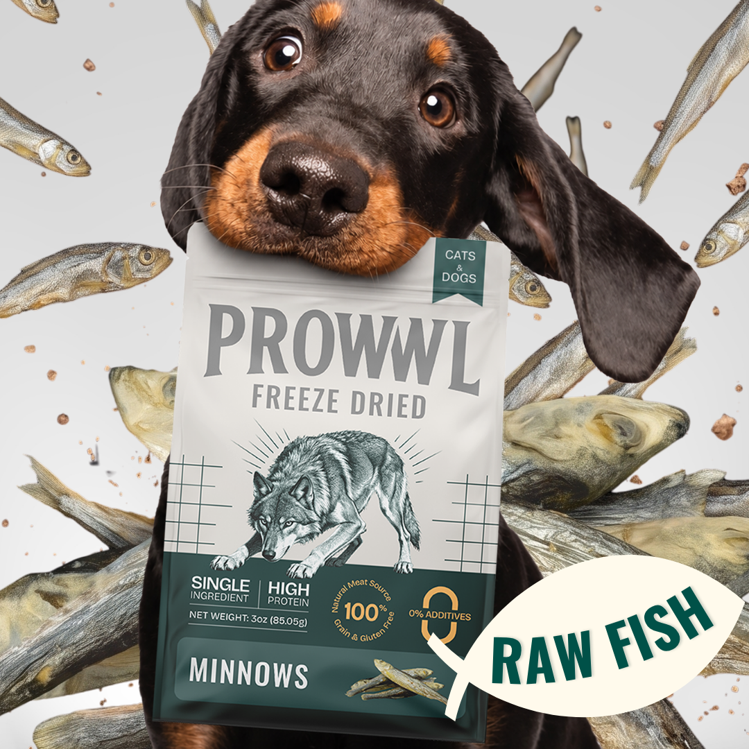 A dachshund holds a bag of Prowvl Freeze Dried Cat Dogs Minnows raw fish against a background of scattered minnow pieces.