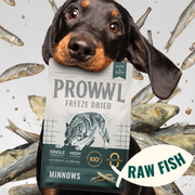 A dachshund holds a bag of Prowvl Freeze Dried Cat Dogs Minnows raw fish against a background of scattered minnow pieces.
